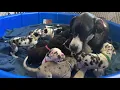 Great Dane Puppy Experience Birth-8 Weeks