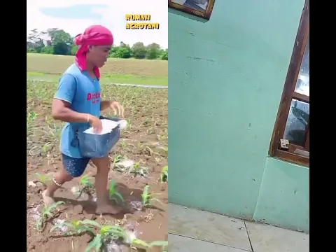 jagung