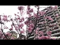 CHERRY BLOSSOM IN TAIWAN TAOYUAN 2023 SIMPLY GEMMA