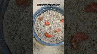 زراعة الطماطم من البذور بالمنزل طماطم Tomato Agriculture 