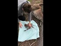 Passerby Rescues Kangaroo Joey From Deceased Mother s Pouch