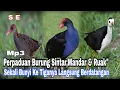 Download Lagu Perpaduan Suara Burung Sintar,mandar \u0026 Ruak-Ruak Mp3 || Spot Persawahan Sangat Cocok
