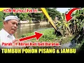Download Lagu PARAH ALIRAN KALI JADI DARATAN TUMBUH POHON PISAN DAN JAMBU#normalisasikali MP3