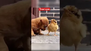 صاحبتي ما صدقتشي Sahabti Ma Sadkitchi 