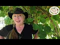 Raintree Nursery s Kiwi Growing Guide
