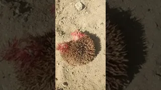 جلد قنفذ شوك 