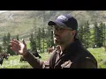 Fitbits for cows GPS tracker maps cattle moovements