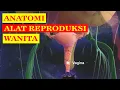 Anatomi Alat Reproduksi Wanita