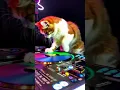 Lagu DJ Cat Drops the Beat! 🎶🐾 #aianimation #entertaininganimals #catchef #catanimation #cat #catcostume