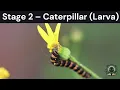 Download Lagu The Butterfly Life Cycle 🦋 | From Egg to Flying Jewel