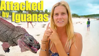 Attacked by Iguanas in the Bahamas!