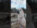Download Lagu Communication Difficulties! Wrong language buddy! #juvenilemoose #moose #moluccancockatoo #parrot