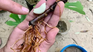 جرب تزرع اي نوع نبات بهذه الطريقة وأحصل على أشجار لها جذور قوية ونموها سريع خلال أيام معدودة شاهد 