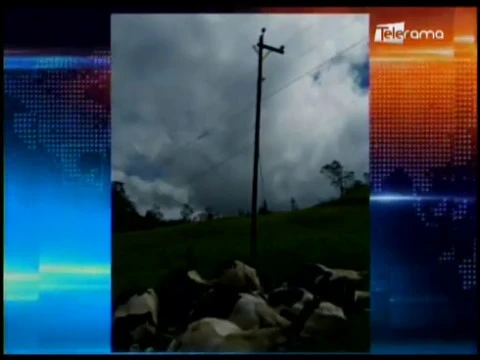 Ganado muere por corto circuito en cables de alumbrado público