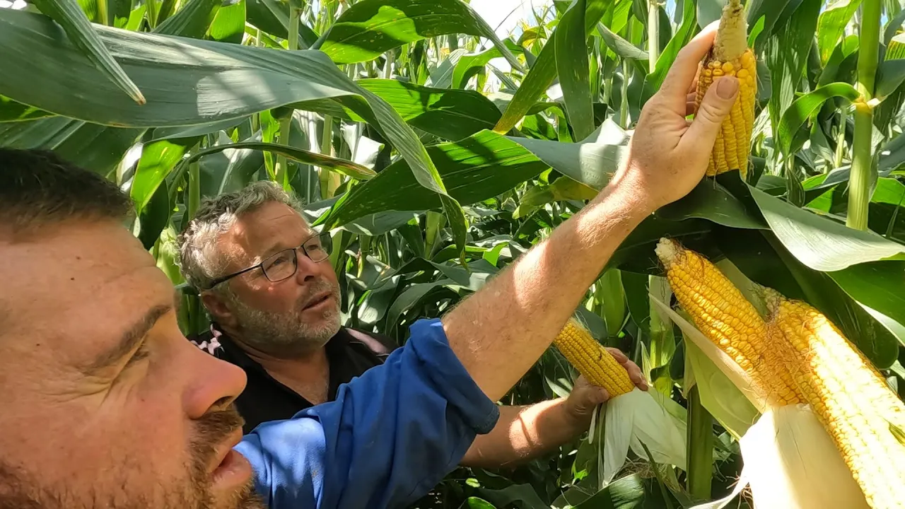 How Far Away Is My Maize From Harvesting?? All Things Maize With Darcy
