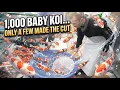 Buying Koi in Japan Ogata Koi Farm Tosai Hunt