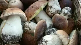 14 августа 2020 г 