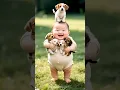 Download Lagu Dudi Dudi Dam Dam 😃| #cartoon #funnyvideo #cutebaby #funnyanimal #shortsfeed #viralshorts #funny