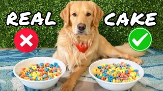 Dog Plays Real or Cake!