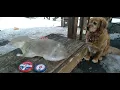 22cal piranha pellet vs Destroyer pellet ballistic gel