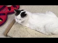 April 2018 - Pets of the Month Butler County Humane Society