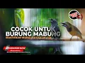 Download Lagu Masteran Cucak Cungkok Super Gacor vs Srigunting Abu Abu Greja Cililin Bagus Untuk Murai Batu Mabung