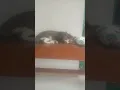 Download Lagu Kucing Sedih #Short #loneliness #catlover #cat #kucing #sad #sedih