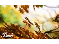 Download Lagu Bach - Air on the G String | 1 HOUR Extended | Classical Music for Studying and Concentration Violin