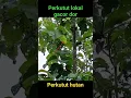 Download Lagu perkutut hutan gacor dor