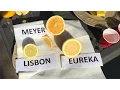 Download Lagu Meyer vs. Eureka vs. Lisbon |  TASTE TEST |  80% Of People Prefer The ?????? Lemon