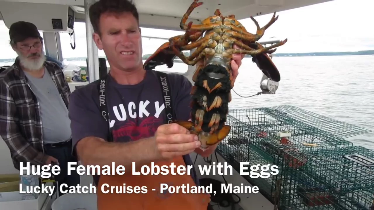 Huge Lobster with Eggs at Lucky Catch Portland, ME