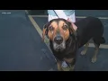 Clear the Shelters Meet Buster the dog at the Ashtabula APL