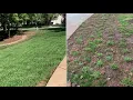 Lawn Renovation - St Augustine Plug Grow 6 month Update