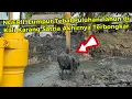 Download Lagu NGERII! Lumpur Tebal Puluhan Tahun di Kali Karang Satria Akhirnya Terbongkar