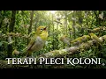 Terapi pleci koloni agar cepat Ngalas buka paruh || simulasi lomba pleci #pleci #terapiplecikoloni 