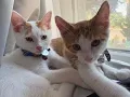 Download Lagu Introducing Charboneau...Now with kittens