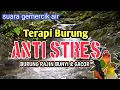 Download Lagu GACOR SEHARIAN‼️ Suara Air Deras Bikin Burung Nyaman, Rajin Bunyi - 1 Jam Terapi Burung Macet Bunyi