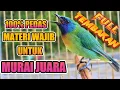 Download Lagu Masteran original cucak kinoi, 100% COCOK untuk masteran murai batu anda