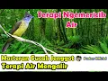 Download Lagu MASTERAN CUCAK JENGGOT TERAPI AIR MENGALIR - MASTERAN SEGALA JENIS BURUNG LOMBA
