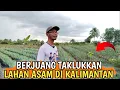 Download Lagu PERJUANGAN PAK HENDRIK, WARGA TRANSMIGRAN MENAKLUKKAN LAHAN ASAM TRANSMIGRASI KALIMANTAN