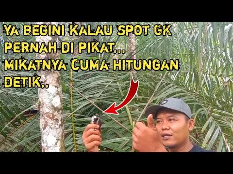 Download MP3 mikat glatik batu pake MP3 || cuma  hitungan detik