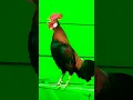 Download Lagu kokok ayam hutan