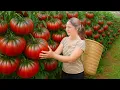 Download Lagu Harvesting Highland Wild Tomatoes \u0026 Making Curry Sauce With Tofu | Perfect Village Recipe