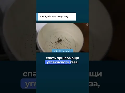 Как добывают паутину