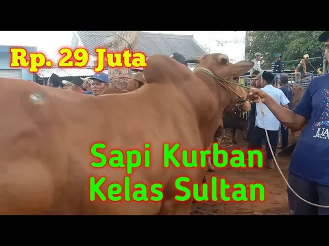 Download MP3 Reivew Sapi Kurban Kelas Jumbo Ras Madura , Pasar Pahlawan Sumenep Madura