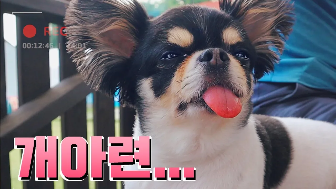 [VLOG] 강아지와 함께한 캠핑 여행기 애견동반 펜션&글램핑, 실내수영장, 천연잔디운동장│레미_Remy 썸네일