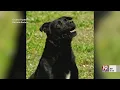 Greater Huntsville Humane Society Adoptable Pets June 7 2024 News 19 at 4 30 p m
