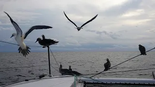 Galapagos islands revisited – Sailing Greatcircle (ep.257)