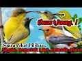 Download Lagu PALING AMPUH.‼️ SUARA PIKAT BURUNG SOGON. REMETUK LAUT. KEMADE. PLECI..