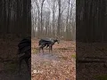 Lagu The Jersey Devil has been spotted again in NJ #trending #youtube #viral #trending #explore #scary